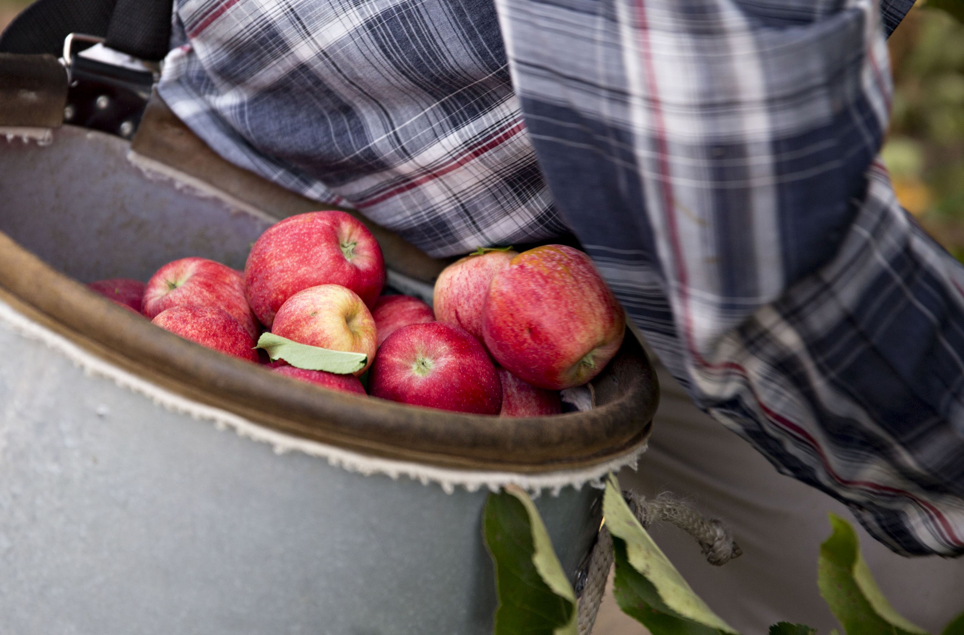 7 Apple Orchard Etiquette Rules You Should Always Follow