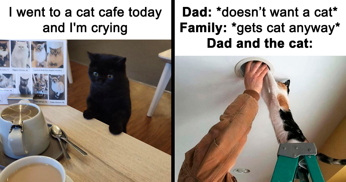 “Stuff With Cats”: 50 Silly Cat Memes To Make You Smile