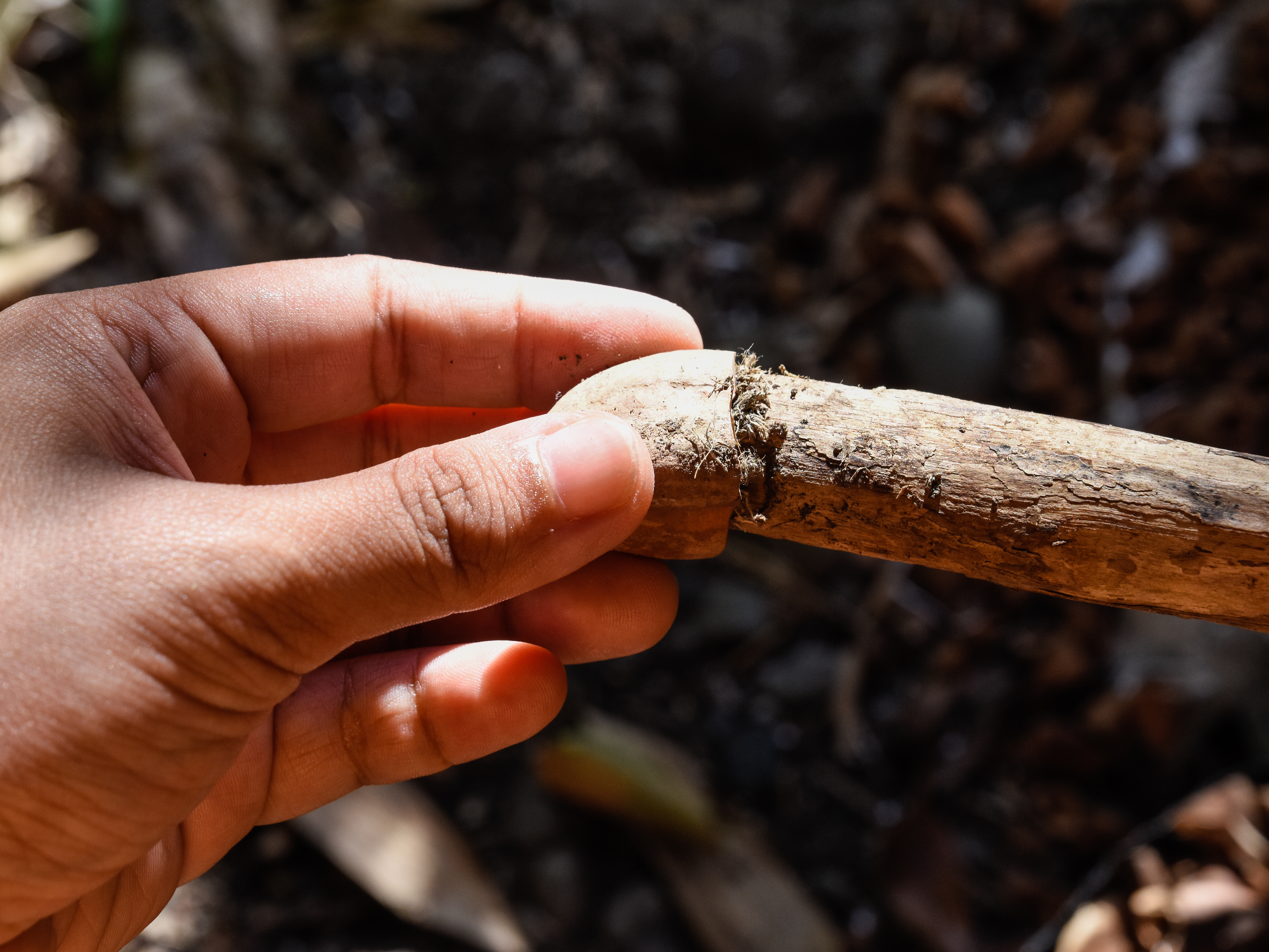 How to Make a Walking Stick: 8 Steps