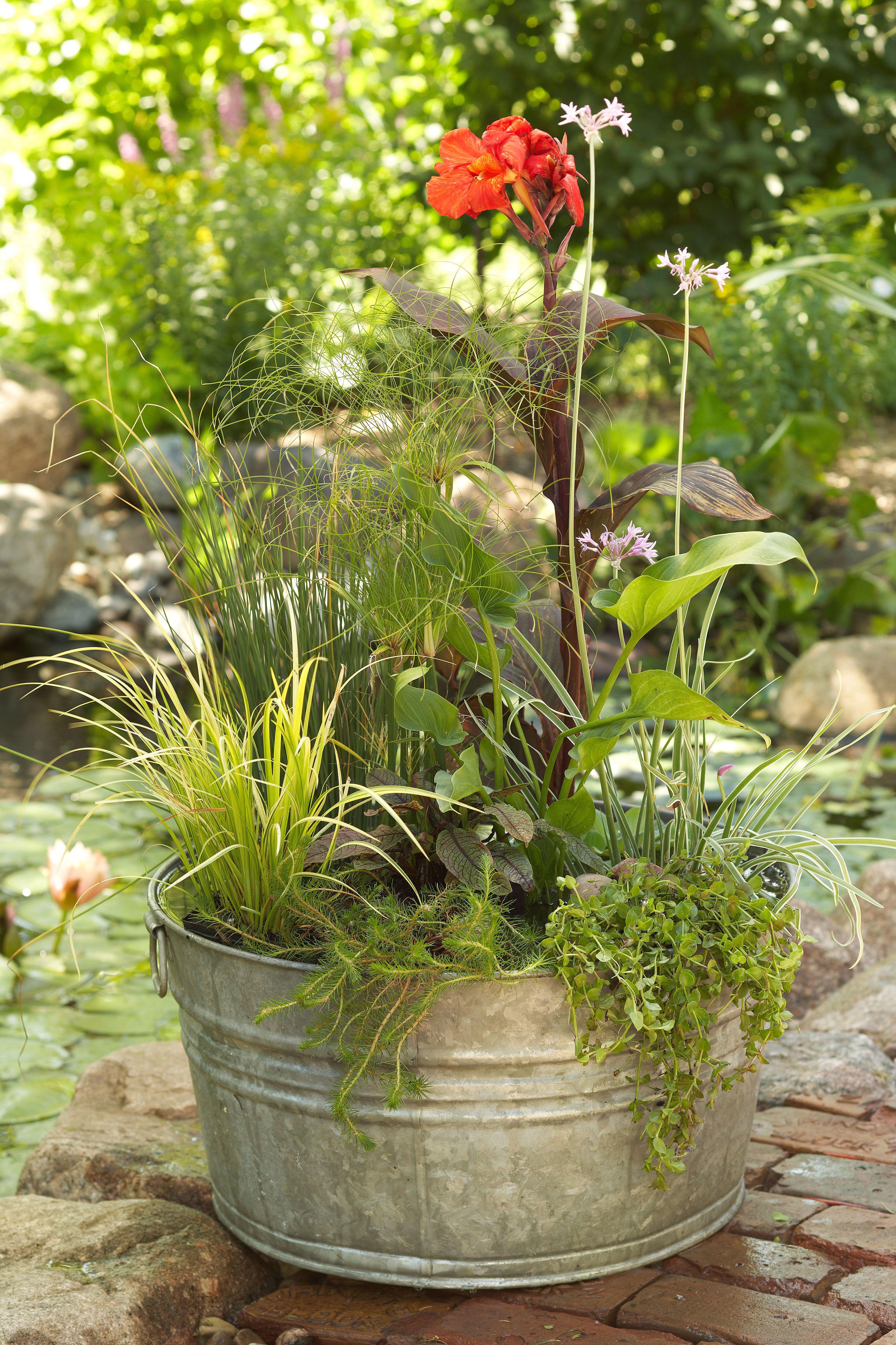 Make This Mini Garden Pond in 5 Easy Steps for a Compact Water Feature